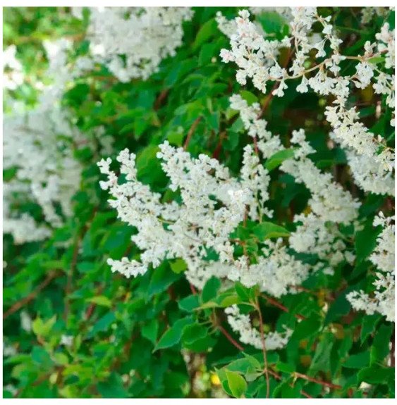 POLYGONUM aubertii / Renouée grimpante