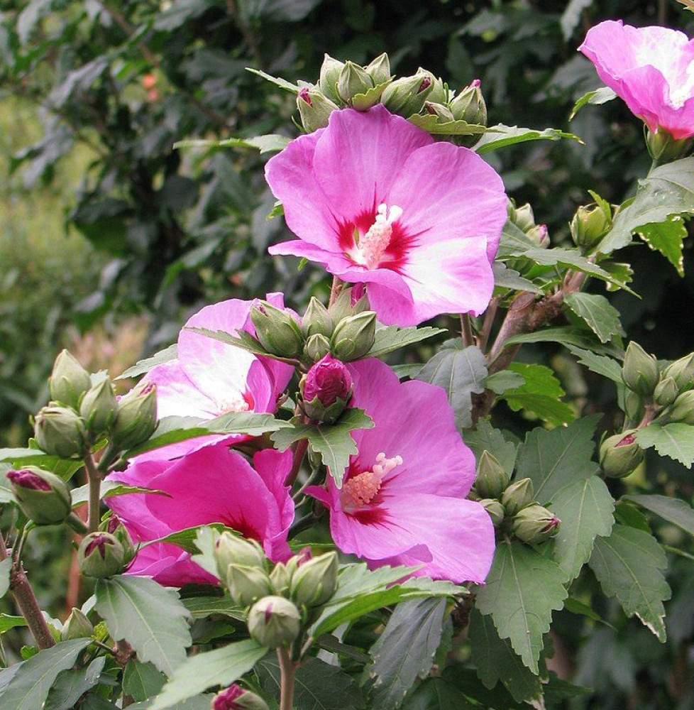 HIBISCUS syriacus ‘Woodbridge’ / Mauve en arbre 'Woodbridge'