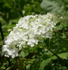 Pépinières Français PF_HYDRANGEA HYDRANGEA arborescens ‘Annabelle’ / Hortensia de Virginie 'Annabelle'