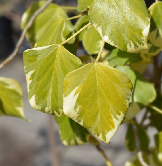 HEDERA colchica ‘Dentata Variégata’ / Lierre de Colchide 'Dentata Variegata'