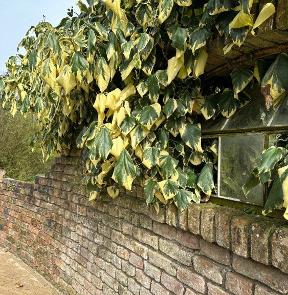 HEDERA colchica ‘Dentata Variégata’ / Lierre de Colchide 'Dentata Variegata'