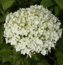 Pépinières Français PF_HYDRANGEA HYDRANGEA arborescens ‘Annabelle’ / Hortensia de Virginie 'Annabelle'