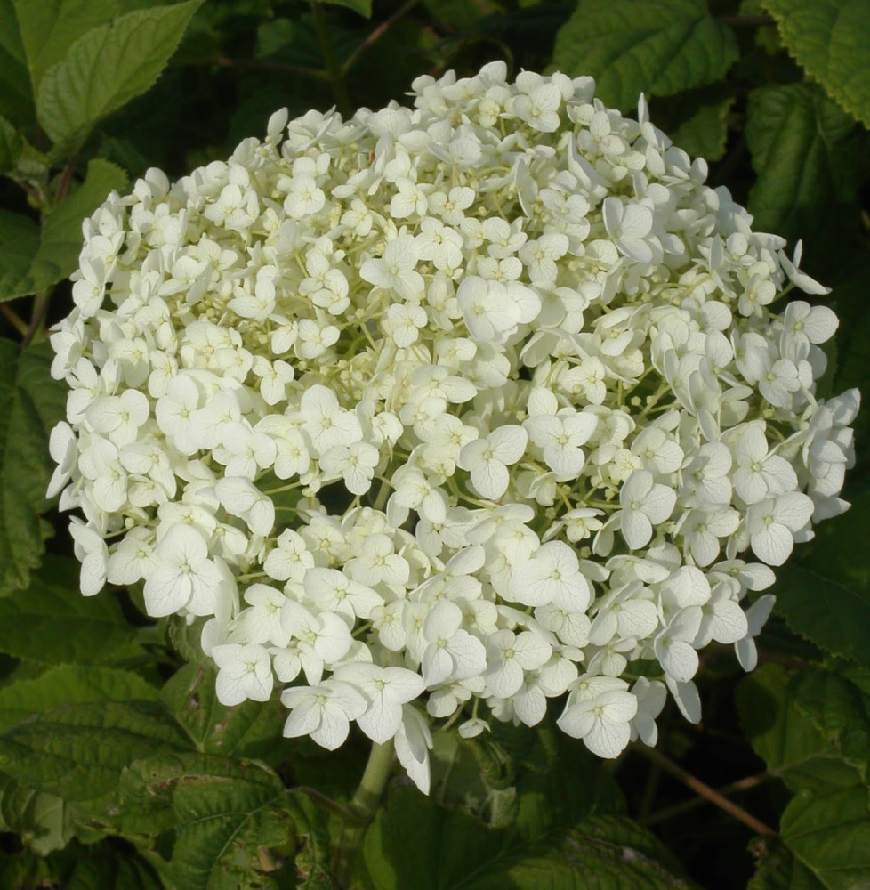 Pépinières Français PF_HYDRANGEA HYDRANGEA arborescens ‘Annabelle’ / Hortensia de Virginie 'Annabelle'