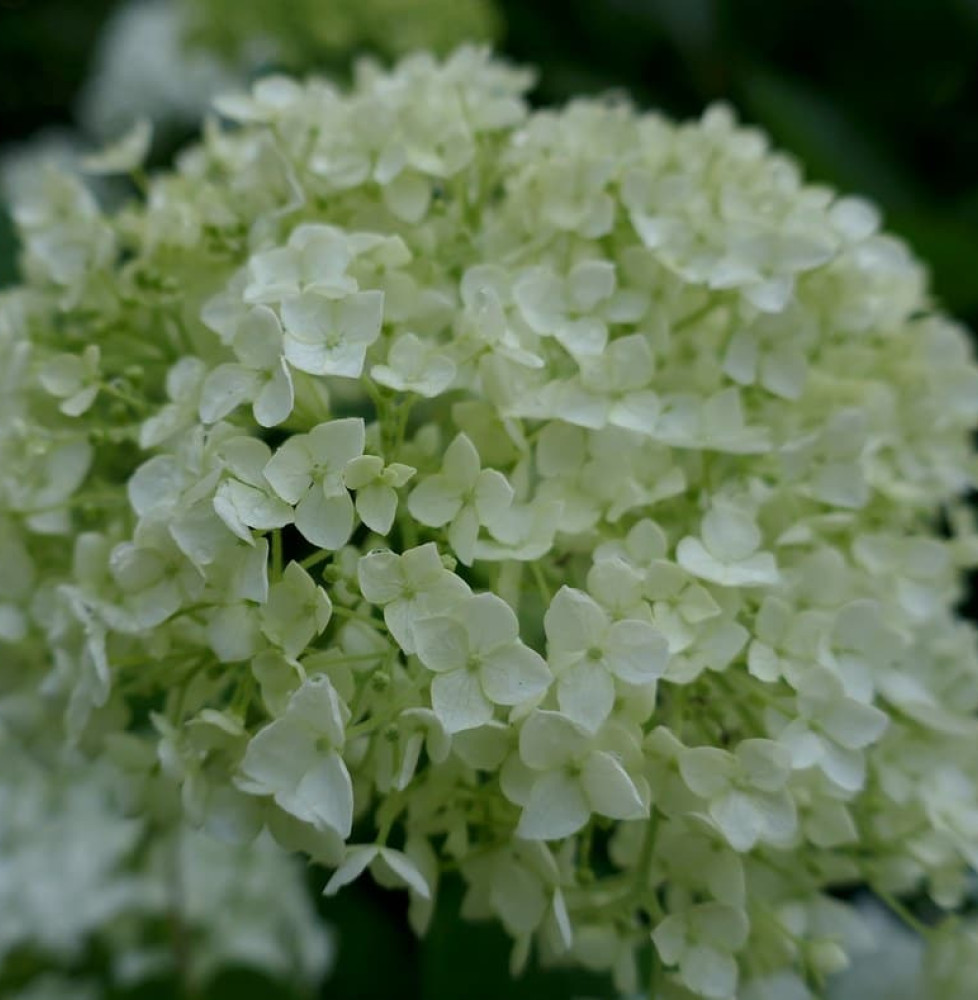 Pépinières Français PF_HYDRANGEA HYDRANGEA arborescens ‘Annabelle’ / Hortensia de Virginie 'Annabelle'