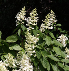 Pépinières Français PF_HYDRANGEA41 HYDRANGEA paniculata ‘Grandiflora’ / Hortensia paniculé 'Grandiflora'