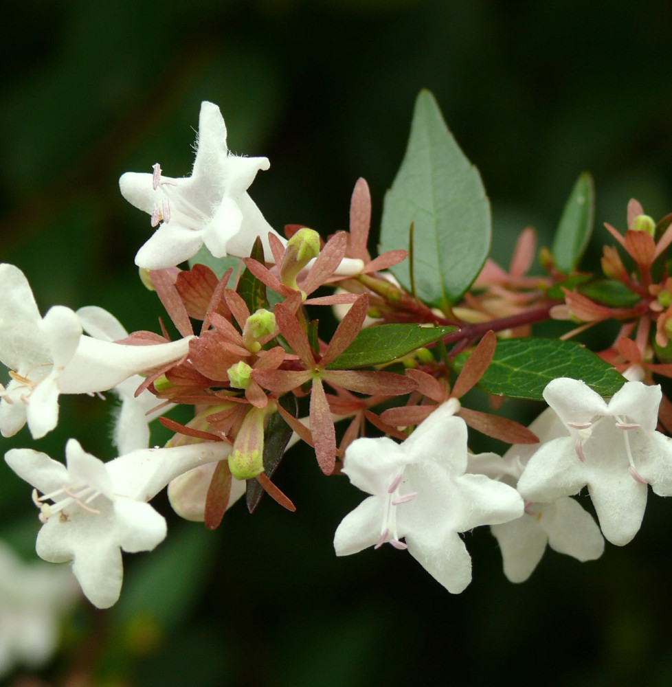 ABELIA x grandiflora / Abélia à grandes fleurs