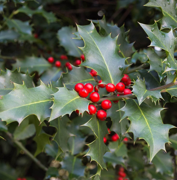 Pépinières Français PF_ILEX-aquif ILEX aquifolium / Houx commun