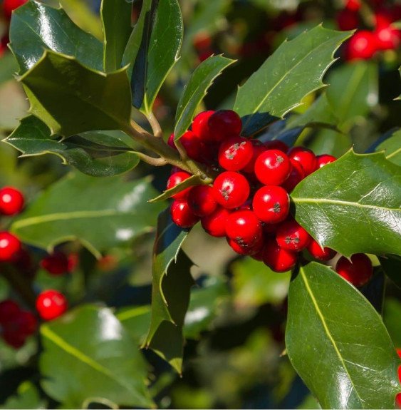 Pépinières Français PF_ILEX-aquif ILEX aquifolium / Houx commun