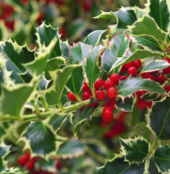 Pépinières Français PF_ILEX-aquif51 ILEX aquifolium ‘Argentea' / Houx 'Argenteomarginata'