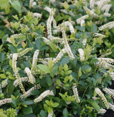 ITEA virginica 'Henry's Garnet' / Itéa de Virginie Henry's Garnet