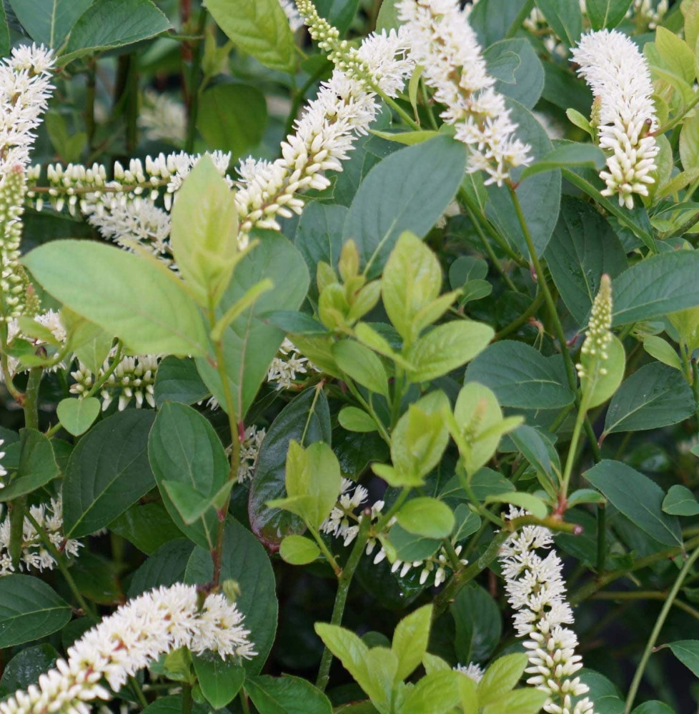 ITEA virginica 'Henry's Garnet' / Itéa de Virginie Henry's Garnet