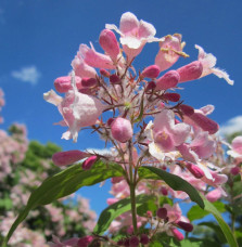 Kolkwitzia amabilis  ‘Pink cloud’ / Buisson de beauté 'Pink Cloud'