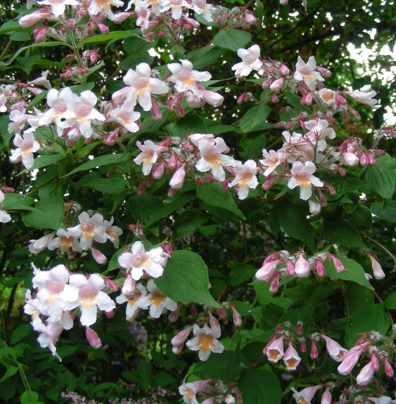 Pépinières Français PF_Kolkwitzia Kolkwitzia amabilis ‘Pink cloud’ / Buisson de beauté 'Pink Cloud'