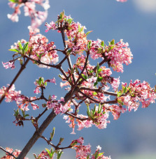 Kolkwitzia amabilis  ‘Pink cloud’ / Buisson de beauté 'Pink Cloud'