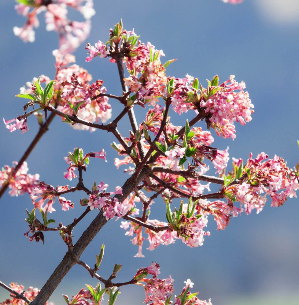 Kolkwitzia amabilis  ‘Pink cloud’ / Buisson de beauté 'Pink Cloud'