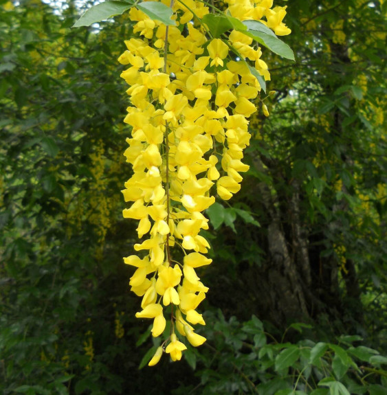 LABURNUM anagyroïdes  / Cytise commun, Faux ébénier