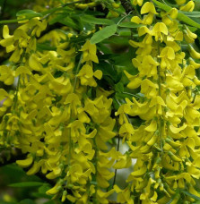 LABURNUM anagyroïdes  / Cytise commun, Faux ébénier