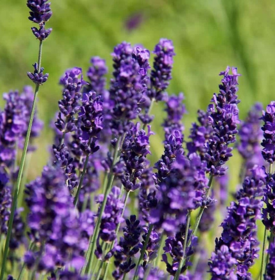 Pépinières Français PF_LAVANDULA6 LAVANDULA angustifolia ‘Hidcote’ / Lavande