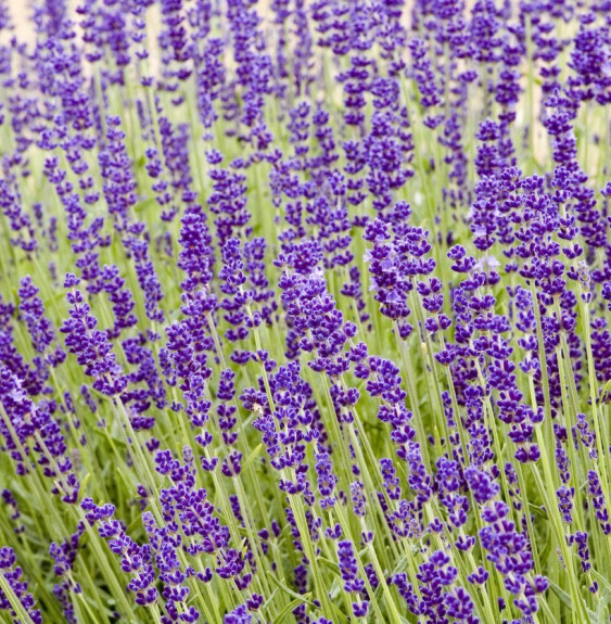 Pépinières Français PF_LAVANDULA6 LAVANDULA angustifolia ‘Hidcote’ / Lavande