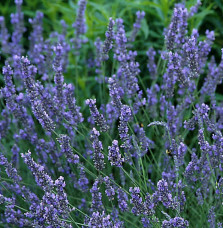 LAVANDULA angustifolia ‘Grosso’ / Lavande