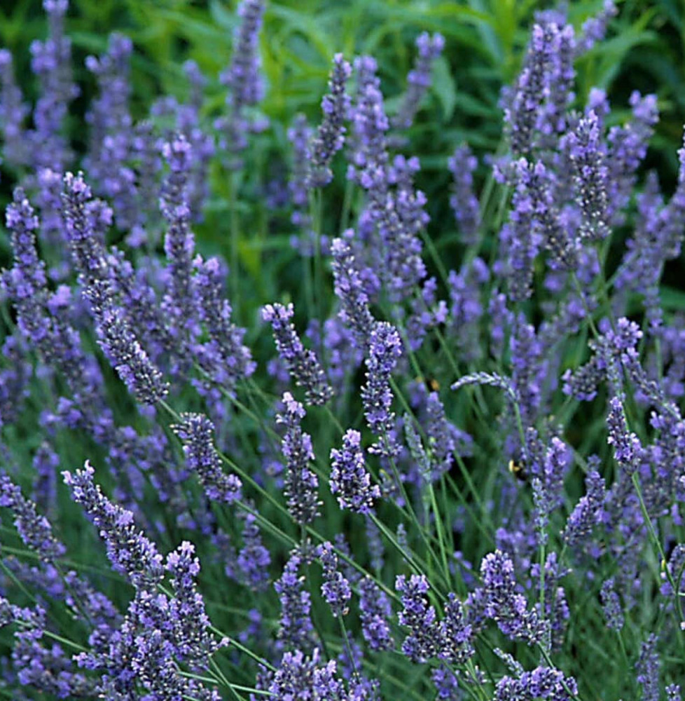 LAVANDULA angustifolia ‘Grosso’ / Lavande