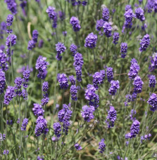 LAVANDULA angustifolia ‘Grosso’ / Lavande