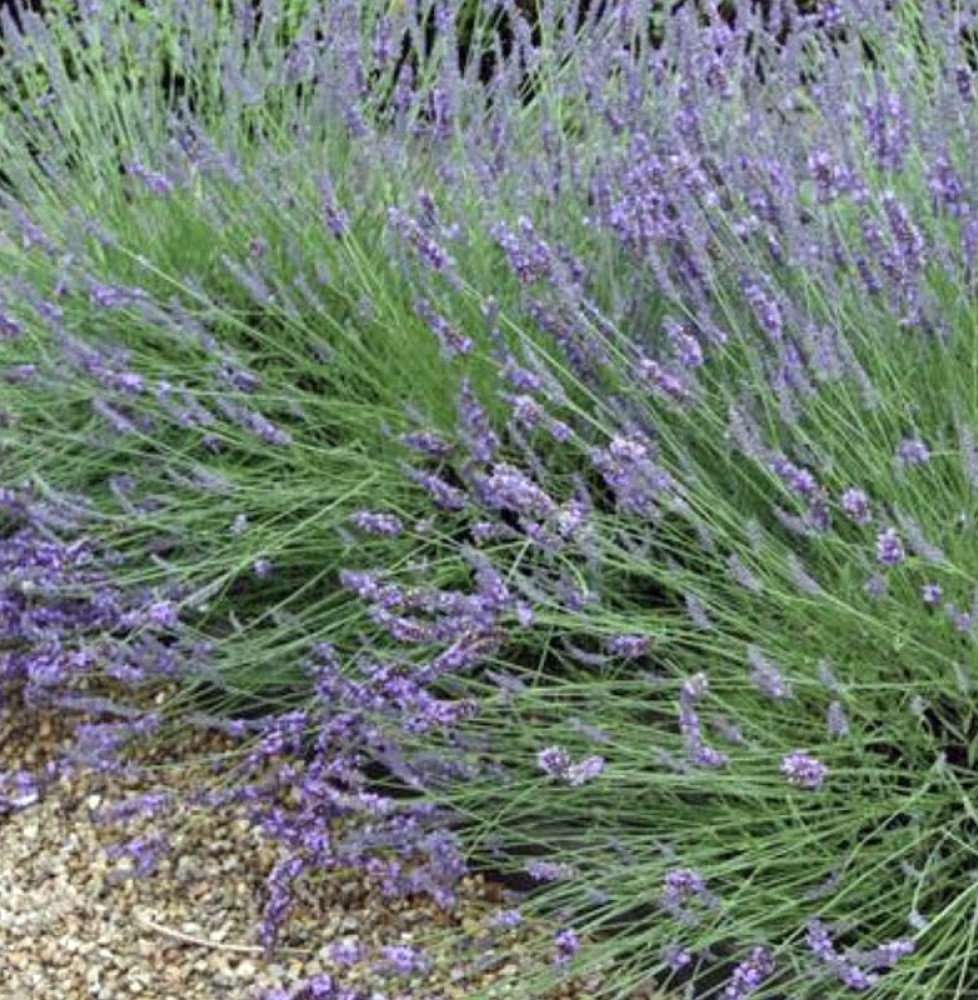 LAVANDULA angustifolia ‘Grosso’ / Lavande