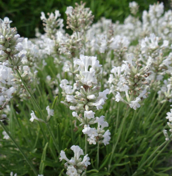 LAVANDULA angustifolia ‘Alba’ / Lavande blanche