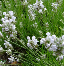 LAVANDULA angustifolia ‘Alba’ / Lavande blanche