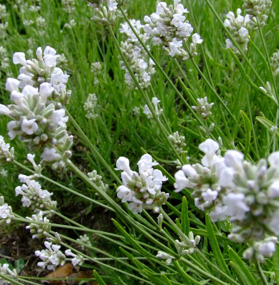 Pépinières Français PF_LAVANDULA49 LAVANDULA angustifolia ‘Alba’ / Lavande blanche