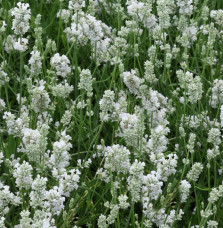 LAVANDULA angustifolia ‘Alba’ / Lavande blanche