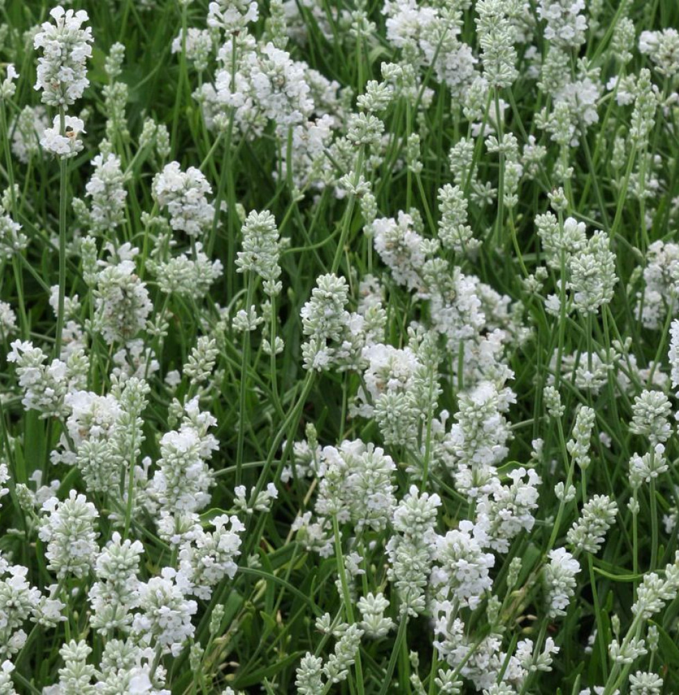 LAVANDULA angustifolia ‘Alba’ / Lavande blanche