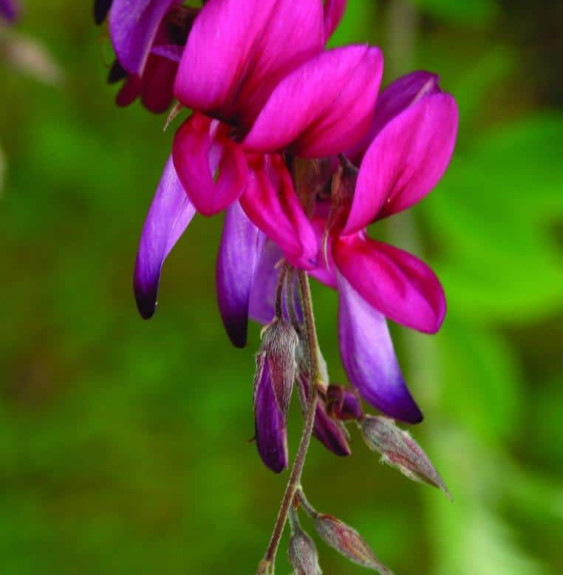 LESPEDEZA thunbergii / Lespedeza thunbergii