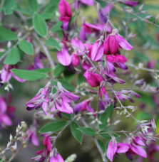 LESPEDEZA thunbergii / Lespedeza thunbergii