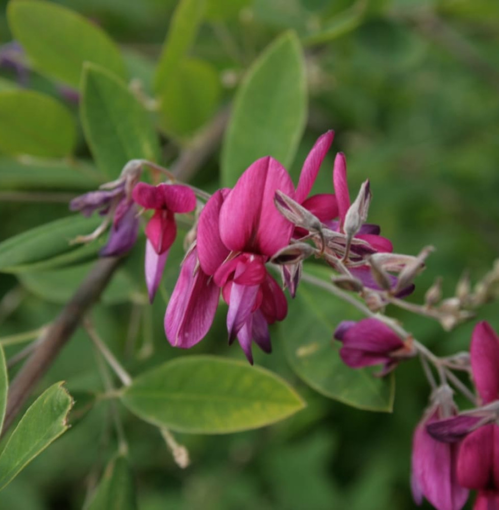 LESPEDEZA thunbergii / Lespedeza thunbergii