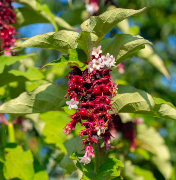 Pépinières Français PF_LEYCESTERI LEYCESTERIA formosa / Arbre aux faisans