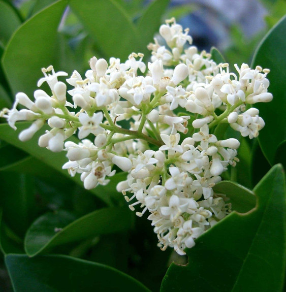 LIGUSTRUM japonicum texanum / Troène du Texas