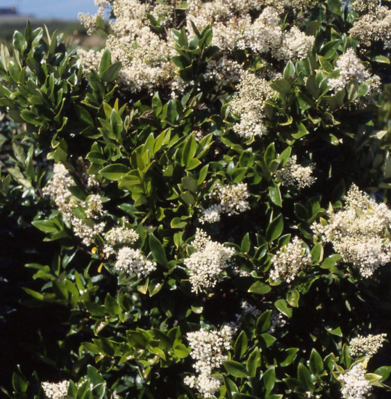 LIGUSTRUM japonicum texanum / Troène du Texas