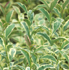 LIGUSTRUM lucidum ‘Tricolor’ / Troène du Japon panaché