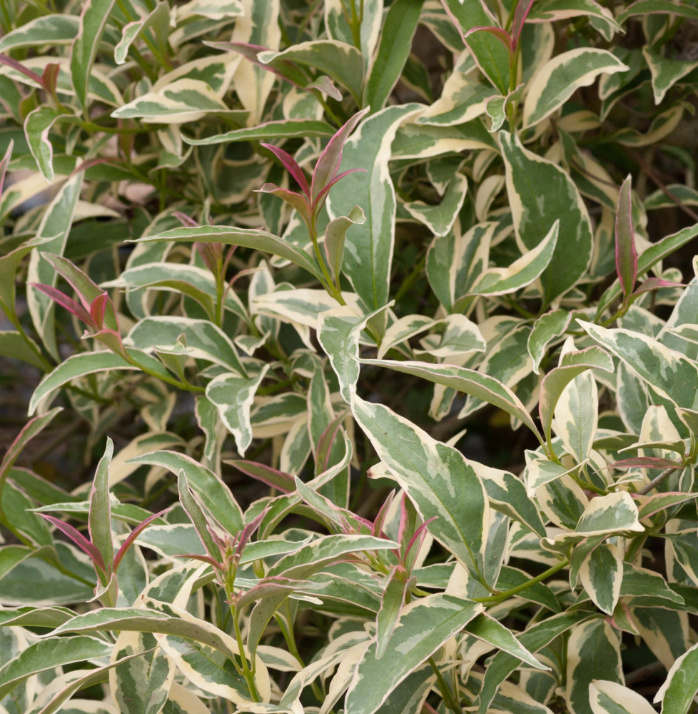 LIGUSTRUM lucidum ‘Tricolor’ / Troène du Japon panaché