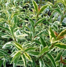 LIGUSTRUM lucidum ‘Tricolor’ / Troène du Japon panaché