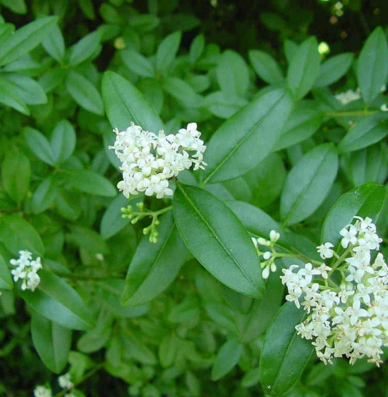 LIGUSTRUM ovalifolium   / Troène de Californie