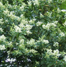 LIGUSTRUM ovalifolium   / Troène de Californie