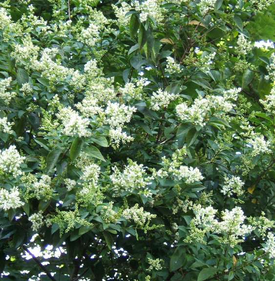 LIGUSTRUM ovalifolium   / Troène de Californie