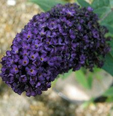 Pépinières Français PF_BUDDLEJA-d BUDDLEJA davidii ‘Black Knight’ / Arbre aux papillons 'violet'