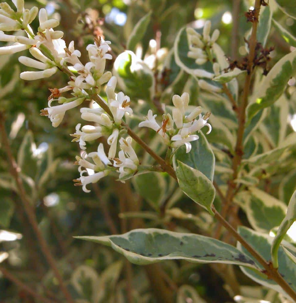 LIGUSTRUM ovalifolium   / Troène de Californie