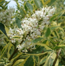 LIGUSTRUM ovalifolium ‘Aureum’ / Troène panaché