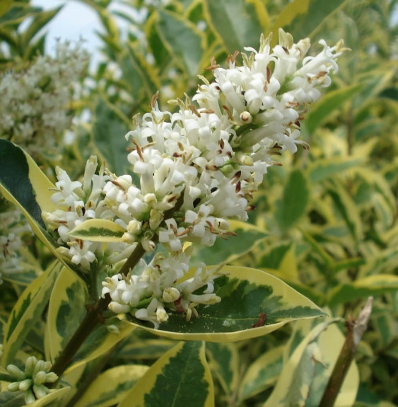 Pépinières Français PF_LIGUSTRUM3 LIGUSTRUM ovalifolium ‘Aureum’ / Troène panaché