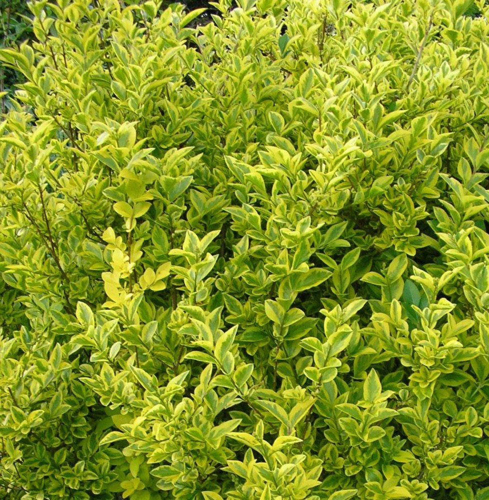 LIGUSTRUM ovalifolium ‘Aureum’ / Troène panaché