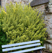 LIGUSTRUM ovalifolium ‘Aureum’ / Troène panaché